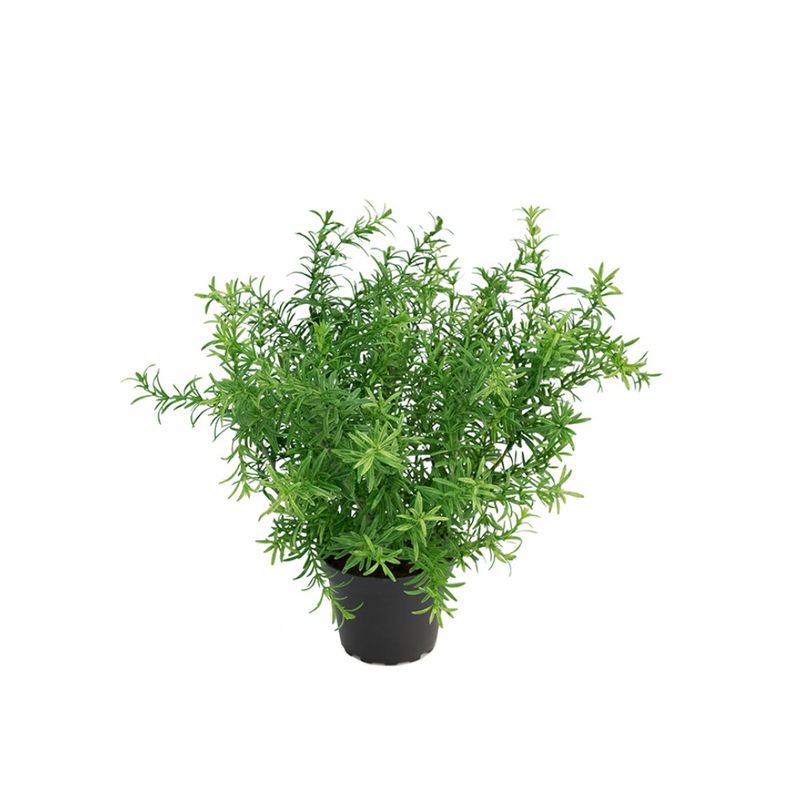 Mr. Plant Aspargus