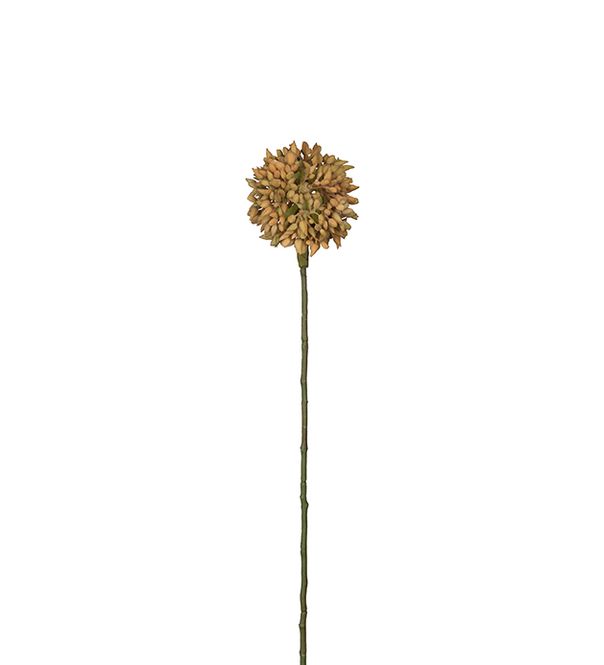 Hovedbilde Allium yellow