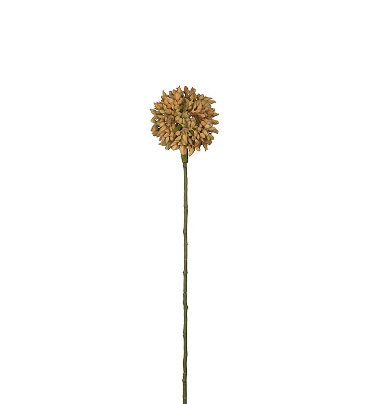 Allium yellow