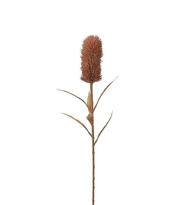 Hovedbilde Banksia brun