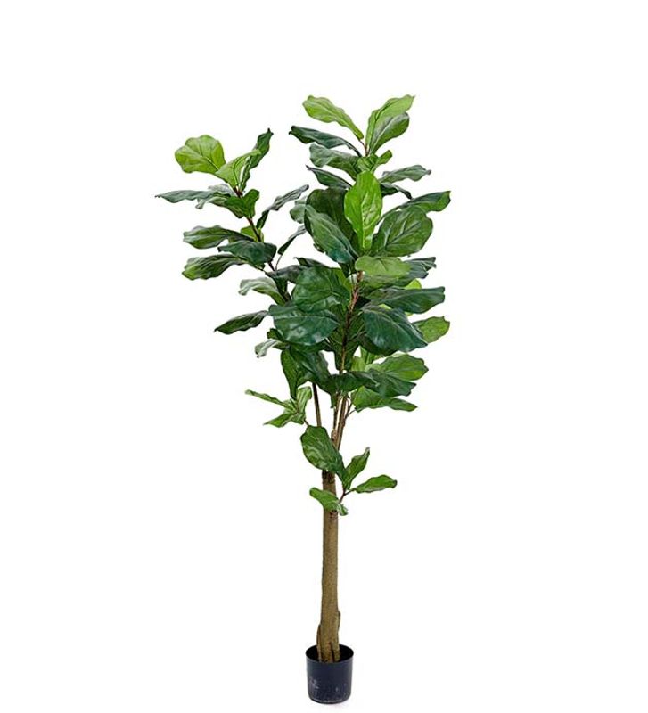 Mr. Plant Fikentre 150cm