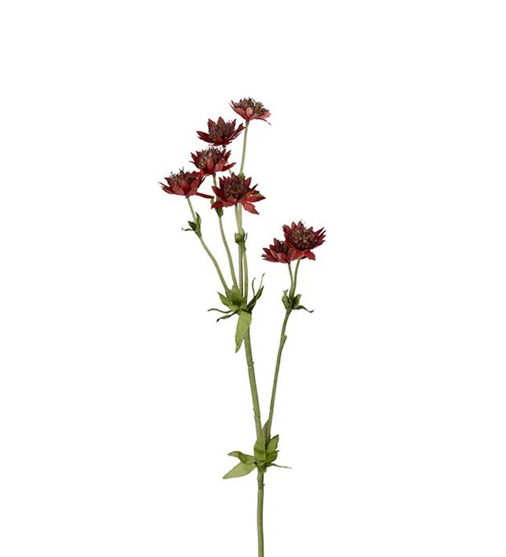 Mr.plant blomst