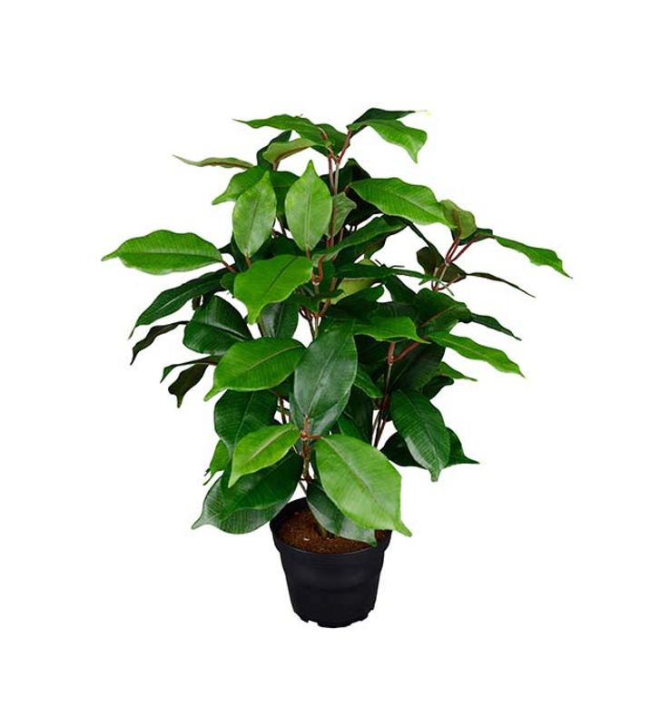 Mr.Plant fikus benjamin
