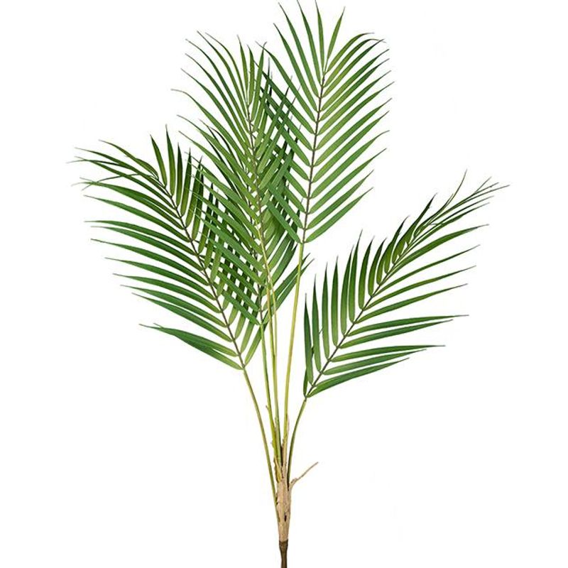 Mr.Plant Bergspalm 60cm
