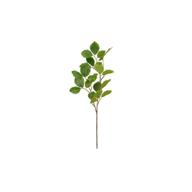 Hovedbilde Bøk gren 65cm