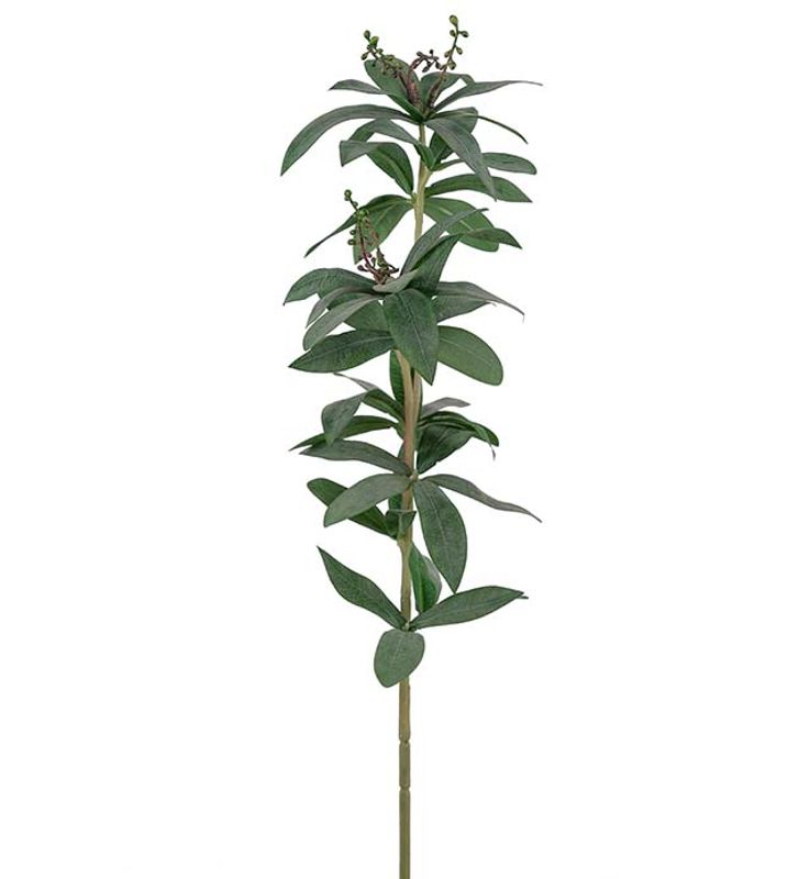 Pieris